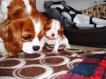 Kiwi and Amber 4 weeks